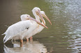 Pelecanus