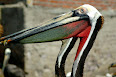 Pelecanus