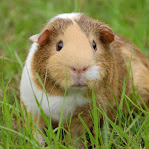 Cavia porcellus