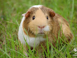 Cavia porcellus