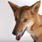 Dingo