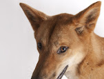 Canis lupus dingo