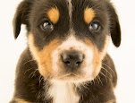 Canis familiaris