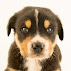 Canis familiaris