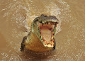 تمساح المياه المالحة - جيو عربي