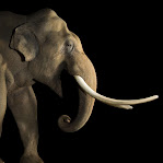 Elephas maximus