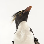 Southern Rockhopper Penguin