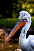Pelecanus