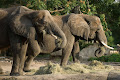 فيل الغابات الأفريقي - جيو عربي