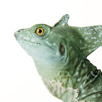 Basiliscus plumifrons