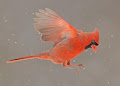 طائر الكردينال الأحمر - جيو عربي