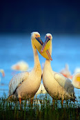 Pelecanus