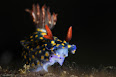 Nudibranchia