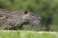 Myocastor coypus