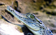 Crocodylus porosus