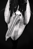 Pelecanus