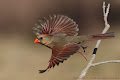 طائر الكردينال الأحمر - جيو عربي