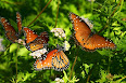 Danaus plexippus
