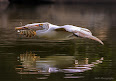 Pelecanus