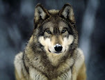 Canis lupus