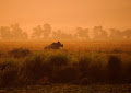 وحيد قرن هندي  - جيو عربي