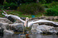Pelecanus
