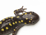 Ambystoma maculatum