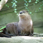 Lontra canadensis