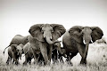 فيل أفريقي - جيو عربي