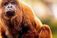 Alouatta