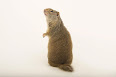 Sciuridae