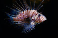 Pterois volitans