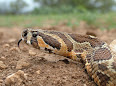 Daboia palaestinae