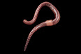 Lumbricus terrestris