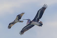 Pelecanus