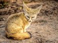 Vulpes zerda
