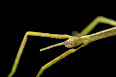 Phasmatodea