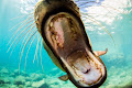 أسد البحر الكاليفورني - جيو عربي