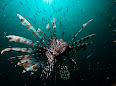 Pterois volitans