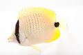 سمكة الفراشة - جيو عربي