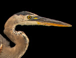 Ardea herodias