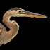 Ardea herodias