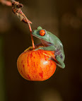 Agalychnis callidryas