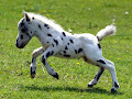 حصان القزم الأرجنتيني - جيو عربي
