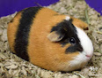 Cavia porcellus