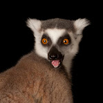 Lemur catta