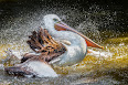 Pelecanus