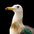 Larus californicus