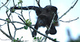 Alouatta