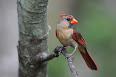 Cardinalis cardinalis